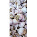 Natural Fresh Vegetables of Pure White Garlic